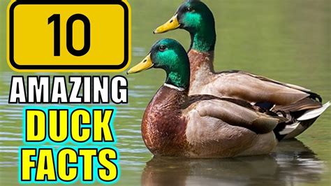 A Duck with Powers: Exploring the Magic